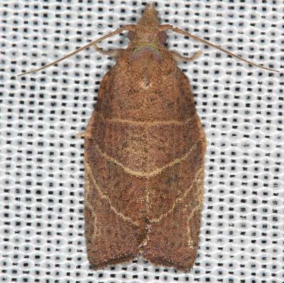 3594 Three-lined Leafroller Moth yard 8-23-16