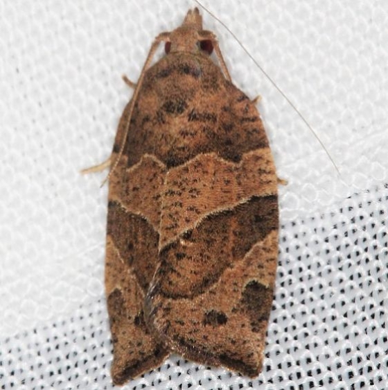 3595 Green Aspen Leaftier Moth Lake of the Woods Ontario 7-19-16 (2a)_opt