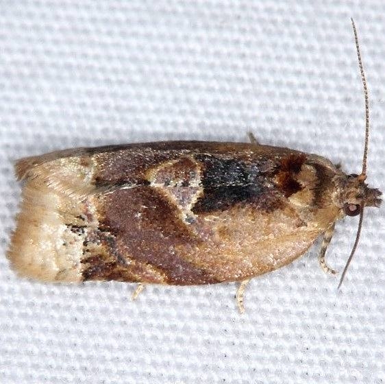 3597 Red-banded Leafroller Moth female yard 8-30-14