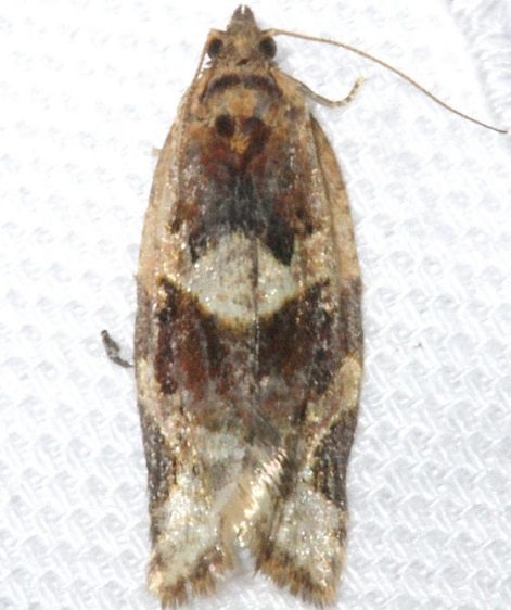 3597 Red-banded Leafroller Moth yard 4-3-12
