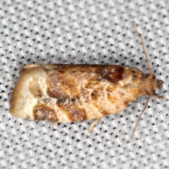 3597 Red-banded Leafroller Moth yard 6-5-13