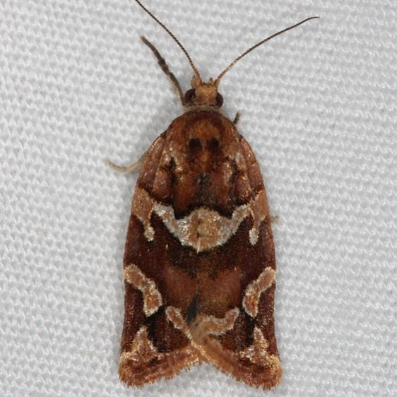 3598.1 Argyrotaenia hodgesi Faver-Dykes St Pk Fl 2-22-15