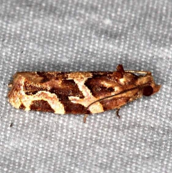 3598.1 Argyrotaenia hodgesi River Junction Withlacoothee St Forest Fl 2-22-17_opt