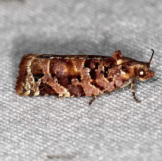 3599 Argyrotaenia floridana Desoto St Pk Alabama 9-6-18 (13)_opt