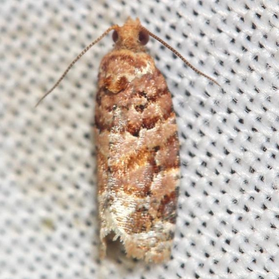 3599 Argyrotaenia floridana Obed River shed Tenn 8-26-12