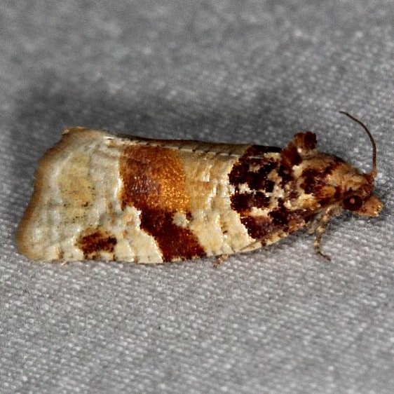 3599 Argyrotaenia floridana markings a little different from all MPG pics Oscar Scherer St Pk 3-14-15