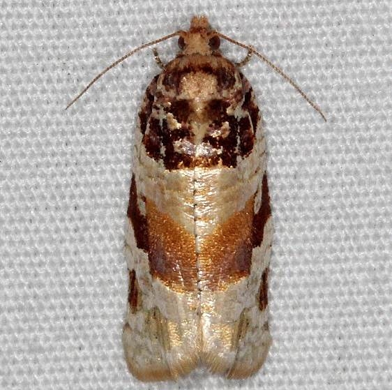3599 Argyrotaenia floridana markings a little different from all MPG pics Oscar Scherer St Pk 3-14-15