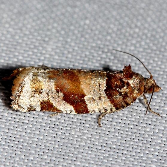 3600 Kimball's Leafroller Moth Ochlockonee River St Pk Fl 3-28-13