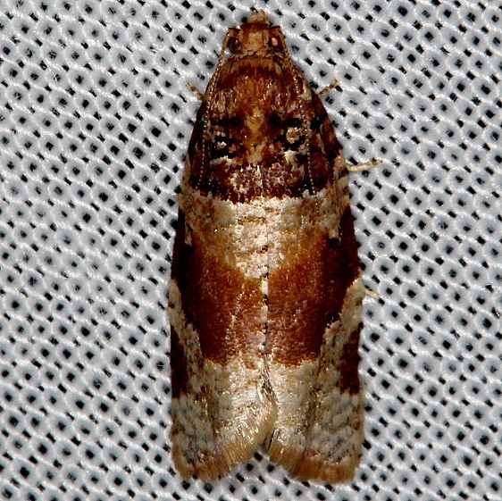 3600 Kimball's Leafroller Moth Tosohatchee WMA Fl 2-11-14