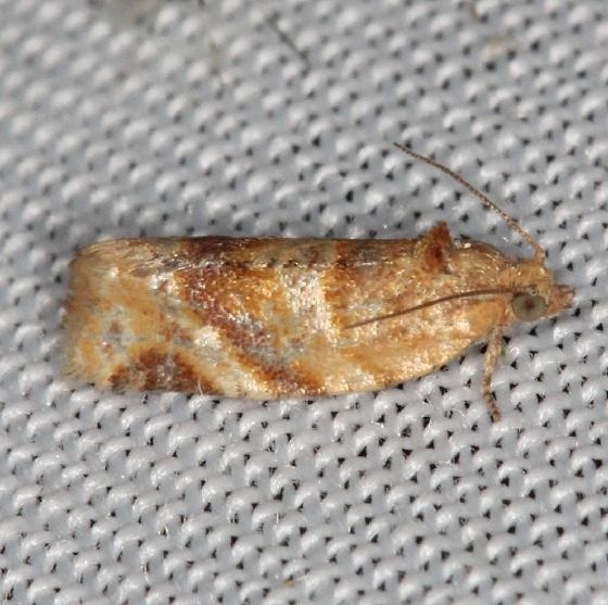 3600 Kimball's Leafroller Moth yard 7-18-13