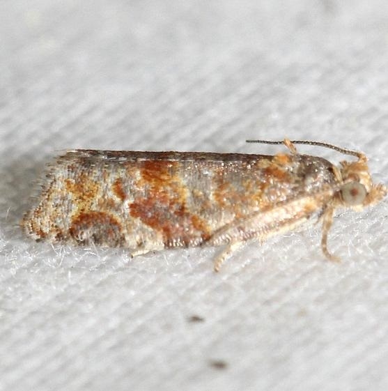 3602 Argyrotaenia pinatubana yard 5-14-12
