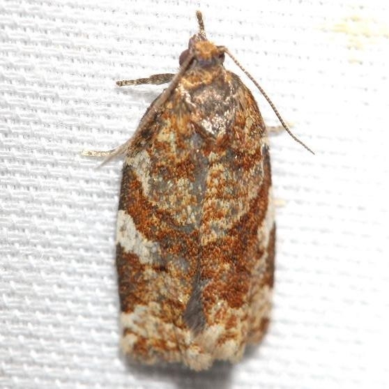 3602 Pine Tube Moth Thunder Lake UP Mich 6-24-12