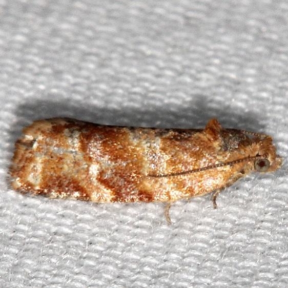 3602 Pine Tube Moth yard 5-2-19
