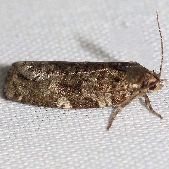 3603 Jack Pine Tube Moth Thunder Lake UP Mich 6-26-12