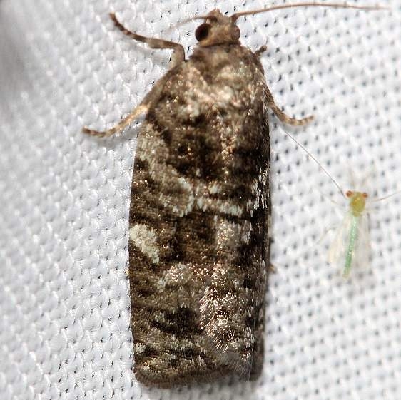 3603 Jack Pine Tube Moth Thunder Lake UP Mich 6-26-12