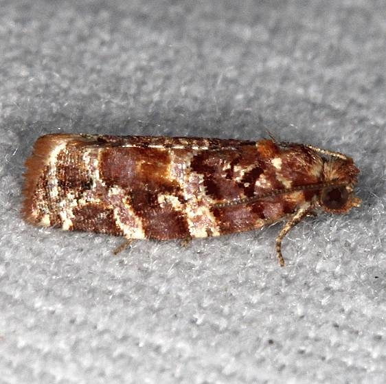 3603 Jack Pine Tube Moth tentative check range Big Lagoon St Pk Fl 9-15-18  (25)_opt