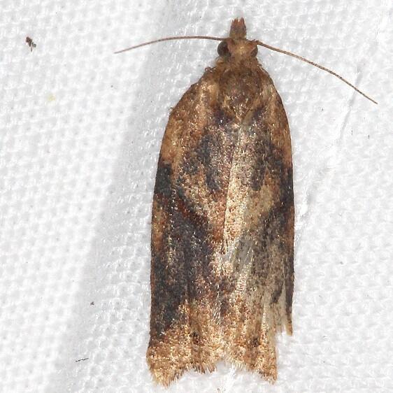 3606 Argyrotaenia amatana-BG-Paynes Prairie St Pk Fl 2-24-22