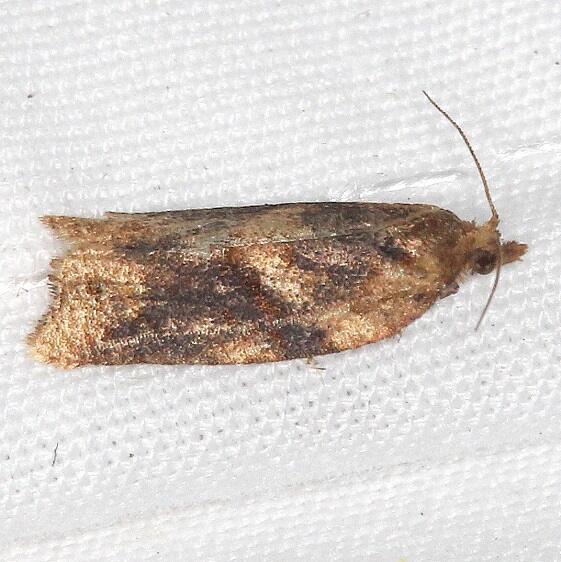 3606-Argyrotaenia-amatana-BG-Paynes-Prairie-St-Pk-Fl-2-24-22-2