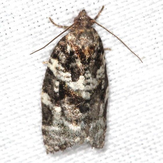 3607 Fall Spruce Needle-Moth-Thunder-Lk-WhisperingPines Mich 6-6-23