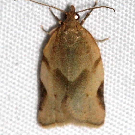 3618 Argyrotaenia dorsalana Colorado Natl Monument 6-16-17 (174)_opt