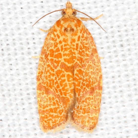 3621 Four-lined Leafroller Moth yard 8-1-13