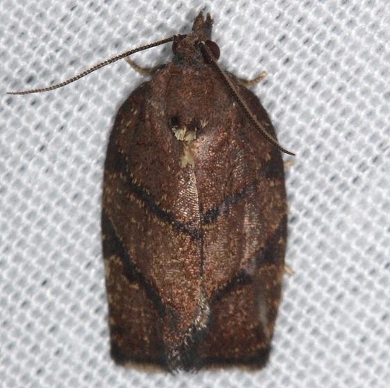 3622 Hickory Leafroller Moth Burr Oak St Pk at cabins Oh 6-27-14