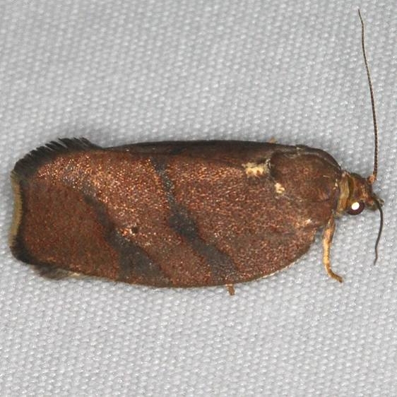 3622 Hickory Leafroller Moth Turkey Lake Shawnee St Pk 6-12-15