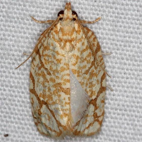3623 Yellow-winged Oak Leafroller Moth yard 6-4-15