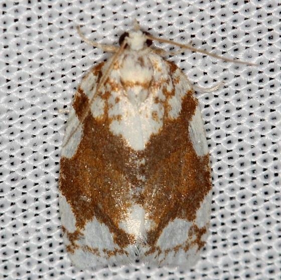 3624 White-spotted Leafroller Shawnee St Pk Oh 6-14-13
