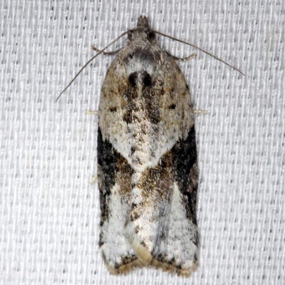 3625 Gray-banded Leafroller Moth Thunder Lake UP Mich 6-23-13