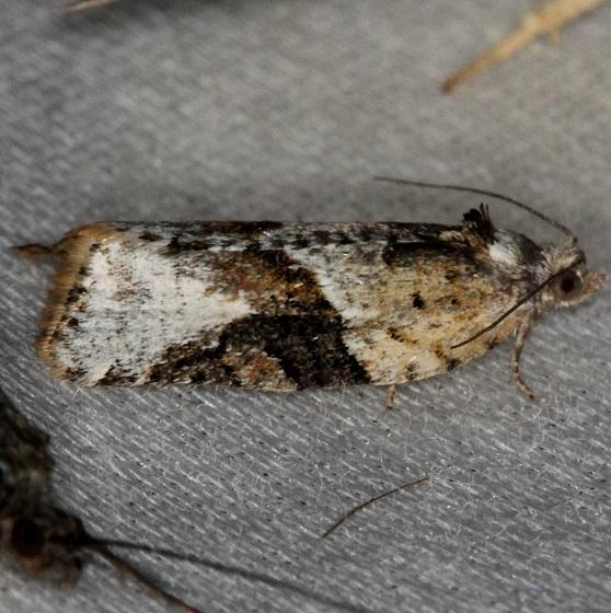 3625 Gray-banded Leafroller Moth Thunder Lake UP Mich 6-23-13