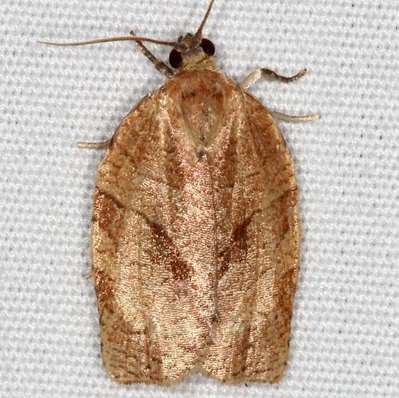 3631 Choristoneura obsoletana tentative Thunder Lake UP Mich 9-28-14