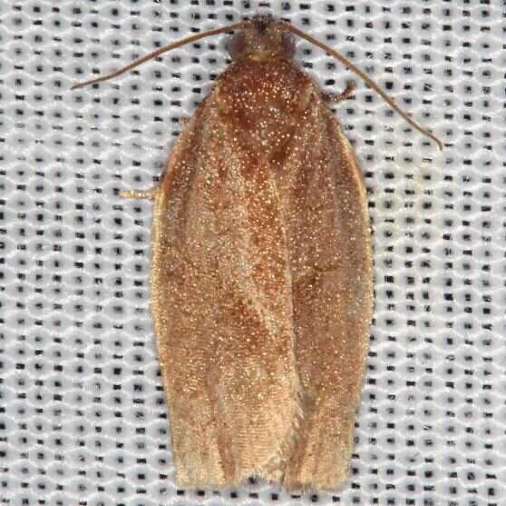 3631-Choristoneura-obsoletana-yard-8-11-13