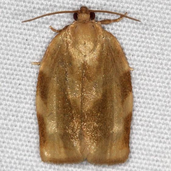 3632 Broken Banded Leafroller Moth yard 5-15-15