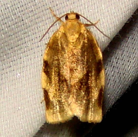 3632 Broken-banded Leafroller Moth Jenny Wiley St Pk Ky 4-25-12