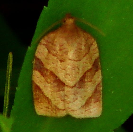 3633 Parellel-banded Leafroller Moth Webster Rd Oh 8-3-12