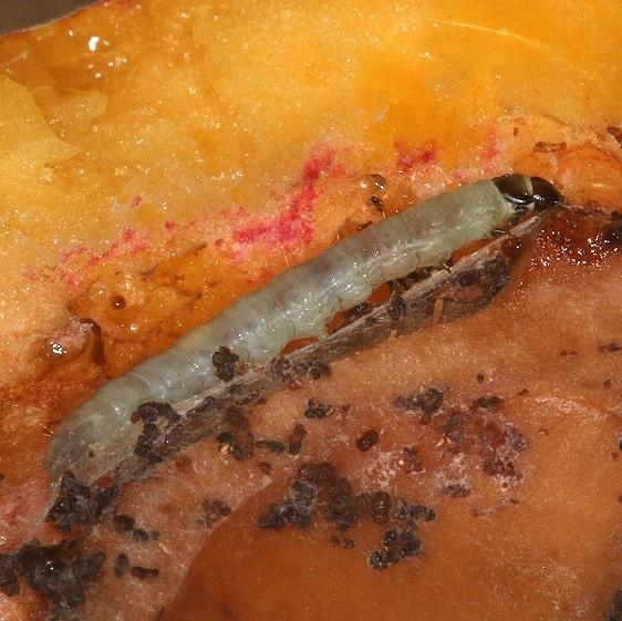 3634 Choristoneura zapulata caterpillar in peach off tree in yard 8-16-18 (1)_opt