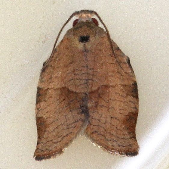 3634 Choristoneura zapulata found caterpillar inside peach by stone  off tree in yard 8-28-18 (6)_opt