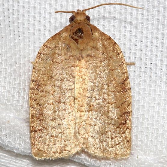 3634 Zapulata Moth yard 9-2-12