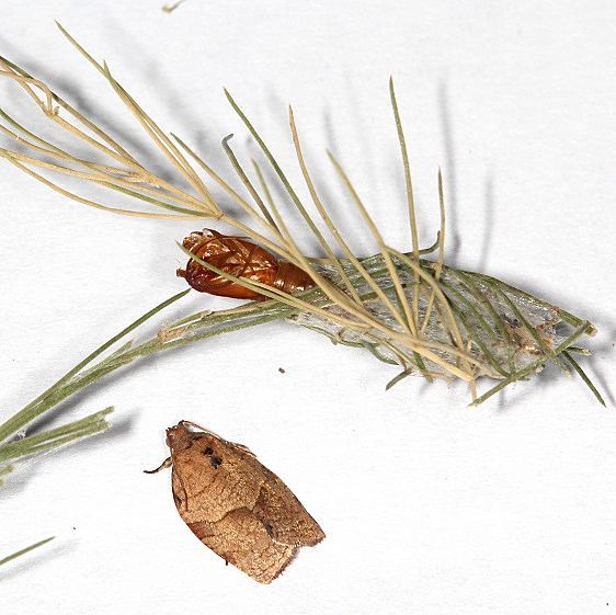 3635 Oblique-banded Leafroller Moth caterpillar in Asparagus tip 7-22-20