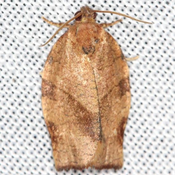 3635 Oblique-banded Leafroller yard 5-29-13