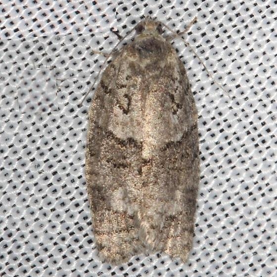 3637 1Large Aspen Tortrix Moth Thunder Lake Mich UP 6-24-13