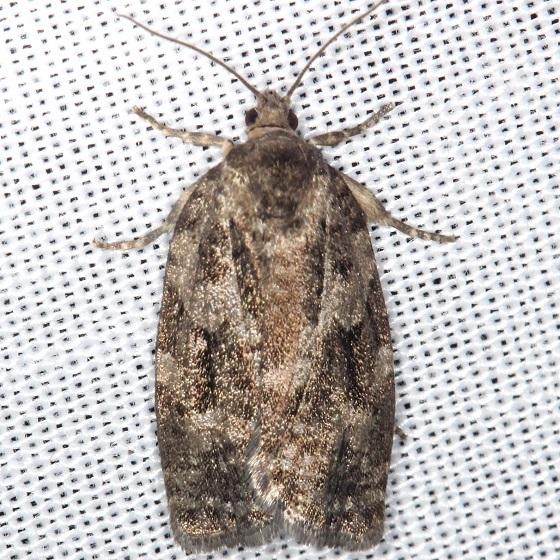 3638 Spruce Budworm Moth Thunder Lake UP Mich 6-23-13