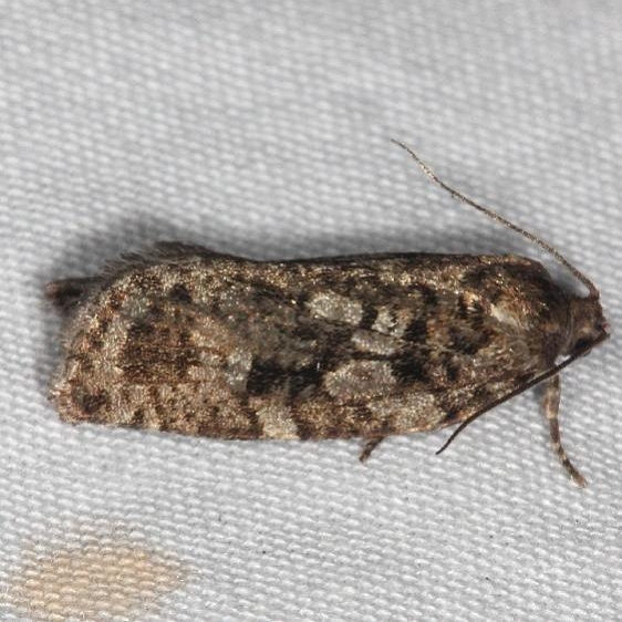 3638 Spruce Budworm Moth Thunder Lake Up Mich 6-22-14