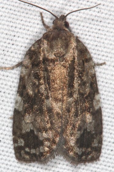 3638-Spruce-Budworm-Moth-yard-7-4-21