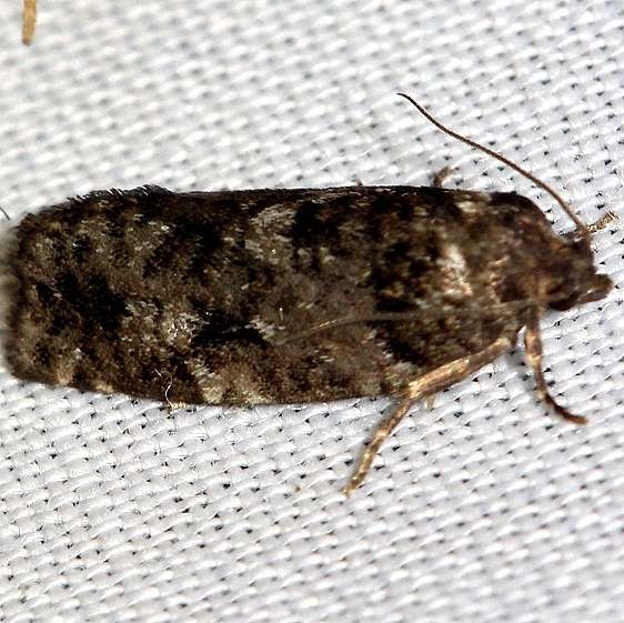 3643 Jackpine Budworm Moth Thunder Lake UP Mich 6-23-12