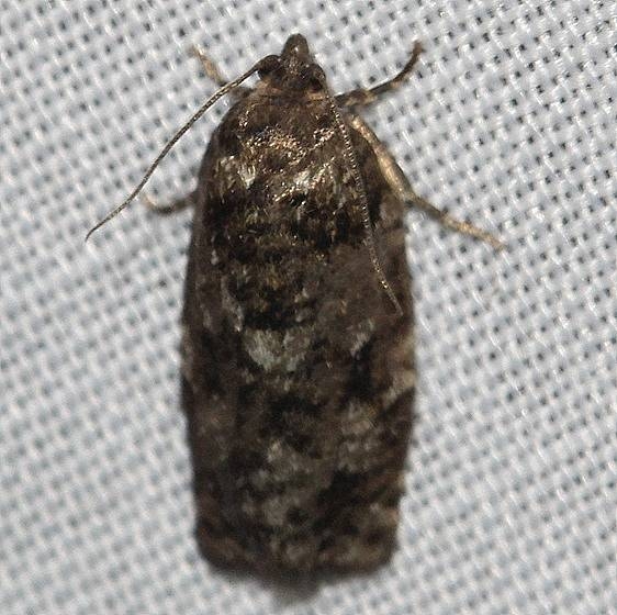 3643 Jackpine Budworm Moth Thunder Lake UP Mich 6-23-12