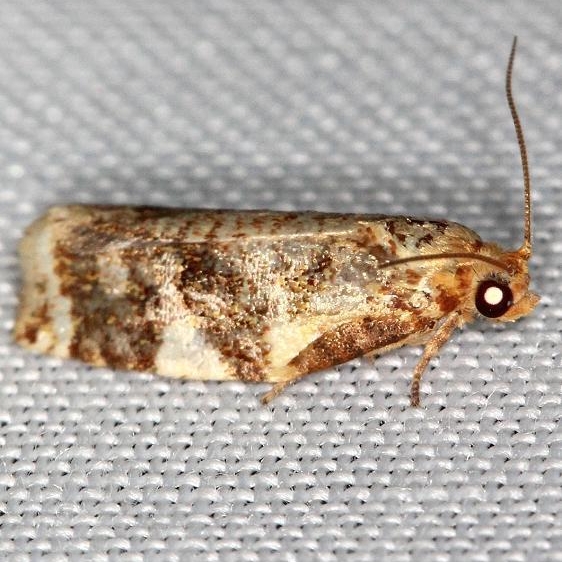 3648 Fruit-tree Leaffolder Moth yard 6-2-13