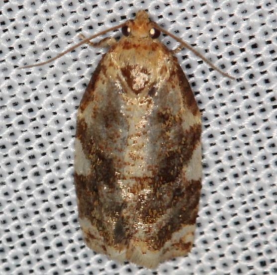 3648 Fruit-tree Leaffolder Moth yard 6-2-13