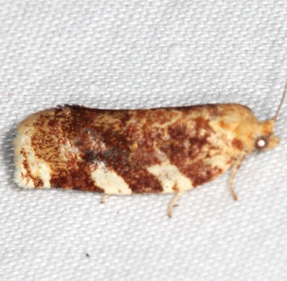 3653-Archips-semiferanus-Oak-Leafroller-Goose-Bay-Camp-Lac-Seul-Canada-8-4-22